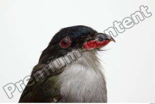 Cuban Trogon-Priotelus temnurus 0011